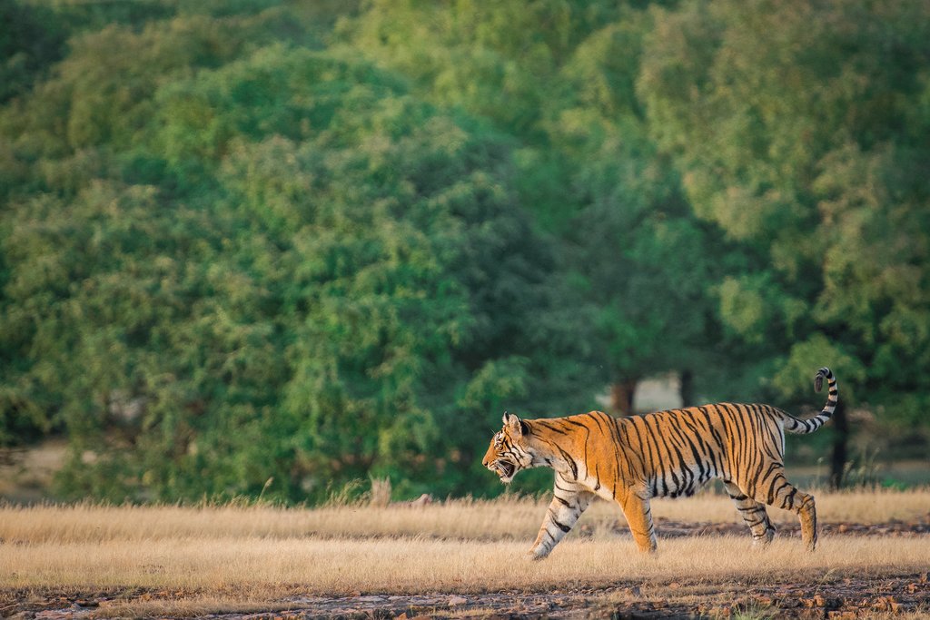 Ranthambore Jungle Safari